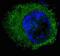 c-met antibody, abx025147, Abbexa, Western Blot image 