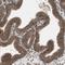 TNF Receptor Associated Factor 1 antibody, NBP1-88140, Novus Biologicals, Immunohistochemistry frozen image 