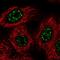 Ventral Anterior Homeobox 2 antibody, HPA009708, Atlas Antibodies, Immunofluorescence image 