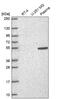 Rap Guanine Nucleotide Exchange Factor 5 antibody, PA5-67436, Invitrogen Antibodies, Western Blot image 