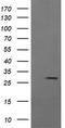 Kallikrein Related Peptidase 8 antibody, LS-C174690, Lifespan Biosciences, Western Blot image 