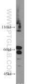 Testis-expressed sequence 11 protein antibody, 17266-1-AP, Proteintech Group, Western Blot image 