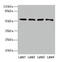 Cyclase Associated Actin Cytoskeleton Regulatory Protein 2 antibody, CSB-PA004487LA01HU, Cusabio, Western Blot image 