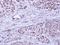 BCL2 Like 10 antibody, NBP1-31681, Novus Biologicals, Immunohistochemistry paraffin image 