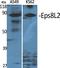 EPS8 Like 2 antibody, A11064, Boster Biological Technology, Western Blot image 