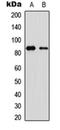 Olfactomedin Like 2B antibody, orb256736, Biorbyt, Western Blot image 