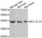 BCL2 Like 14 antibody, abx004966, Abbexa, Western Blot image 