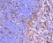 AIF1 antibody, NBP2-75397, Novus Biologicals, Immunohistochemistry paraffin image 