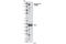 Insulin Receptor Substrate 1 antibody, 3070S, Cell Signaling Technology, Western Blot image 