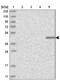 Kelch Domain Containing 3 antibody, NBP1-85195, Novus Biologicals, Western Blot image 