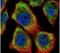 HCLS1-associated protein X-1 antibody, PA5-27592, Invitrogen Antibodies, Immunofluorescence image 