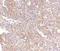 Receptor-associated protein 80 antibody, NBP1-76828, Novus Biologicals, Immunohistochemistry frozen image 
