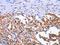 Anoctamin 1 antibody, CSB-PA110575, Cusabio, Immunohistochemistry paraffin image 