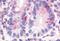 Hepatocyte Nuclear Factor 4 Gamma antibody, GTX70879, GeneTex, Immunohistochemistry paraffin image 