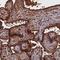 TBC1 Domain Family Member 21 antibody, NBP1-92479, Novus Biologicals, Immunohistochemistry frozen image 