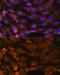 Patched 1 antibody, GTX64432, GeneTex, Immunocytochemistry image 