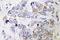 DNA Primase Subunit 1 antibody, LS-C177826, Lifespan Biosciences, Immunohistochemistry paraffin image 