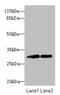 RNF36 antibody, LS-C676648, Lifespan Biosciences, Western Blot image 