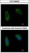 Translocating chain-associated membrane protein 1 antibody, GTX108535, GeneTex, Immunocytochemistry image 