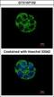 Ankyrin Repeat And SOCS Box Containing 5 antibody, GTX107132, GeneTex, Immunofluorescence image 