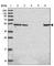 Histone deacetylase 3 antibody, HPA052052, Atlas Antibodies, Western Blot image 