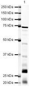 RecQ Like Helicase antibody, PA5-19512, Invitrogen Antibodies, Western Blot image 