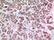 Kruppel Like Factor 13 antibody, A07076-1, Boster Biological Technology, Immunohistochemistry paraffin image 