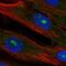 ELMO Domain Containing 2 antibody, HPA047600, Atlas Antibodies, Immunofluorescence image 