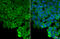 Tight Junction Protein 1 antibody, GTX636491, GeneTex, Immunofluorescence image 