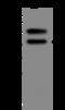 Serpin Family B Member 3 antibody, 13218-MM13, Sino Biological, Western Blot image 