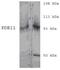 Phosphodiesterase 11A antibody, PA1-31147, Invitrogen Antibodies, Western Blot image 