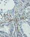 Eukaryotic Translation Initiation Factor 6 antibody, PA5-79196, Invitrogen Antibodies, Immunohistochemistry frozen image 