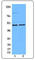 Interferon Regulatory Factor 4 antibody, 646402, BioLegend, Western Blot image 