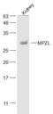 Myelin Protein Zero Like 1 antibody, orb185220, Biorbyt, Western Blot image 
