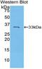 Purinergic Receptor P2Y14 antibody, MBS2015774, MyBioSource, Western Blot image 