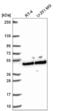 Schlafen Like 1 antibody, NBP2-58744, Novus Biologicals, Western Blot image 