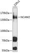 Neural Cell Adhesion Molecule 2 antibody, 19-234, ProSci, Western Blot image 