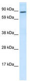 Transcription Factor 4 antibody, TA330065, Origene, Western Blot image 