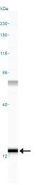 S100 Calcium Binding Protein A7 antibody, NB100-56559, Novus Biologicals, Western Blot image 