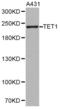 Tet Methylcytosine Dioxygenase 1 antibody, LS-C335161, Lifespan Biosciences, Western Blot image 