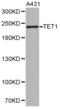 A0A023HHK9 antibody, LS-C335161, Lifespan Biosciences, Western Blot image 