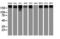 Ubiquitin Specific Peptidase 9 X-Linked antibody, LS-C175110, Lifespan Biosciences, Western Blot image 