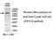 Zinc Finger Protein 33A antibody, MBS415466, MyBioSource, Western Blot image 