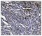 Endoplasmic Reticulum Aminopeptidase 2 antibody, A04269-1, Boster Biological Technology, Immunohistochemistry paraffin image 