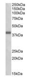Oxoeicosanoid Receptor 1 antibody, orb125166, Biorbyt, Western Blot image 
