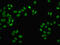 FUS RNA Binding Protein antibody, orb239308, Biorbyt, Immunofluorescence image 