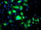 FGFR-2 antibody, TA502799, Origene, Immunofluorescence image 