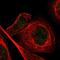 Myeloid Zinc Finger 1 antibody, PA5-51630, Invitrogen Antibodies, Immunofluorescence image 