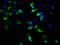 G Protein Subunit Alpha Transducin 2 antibody, orb517888, Biorbyt, Immunofluorescence image 