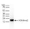 Histone H3 antibody, TA347182, Origene, Western Blot image 